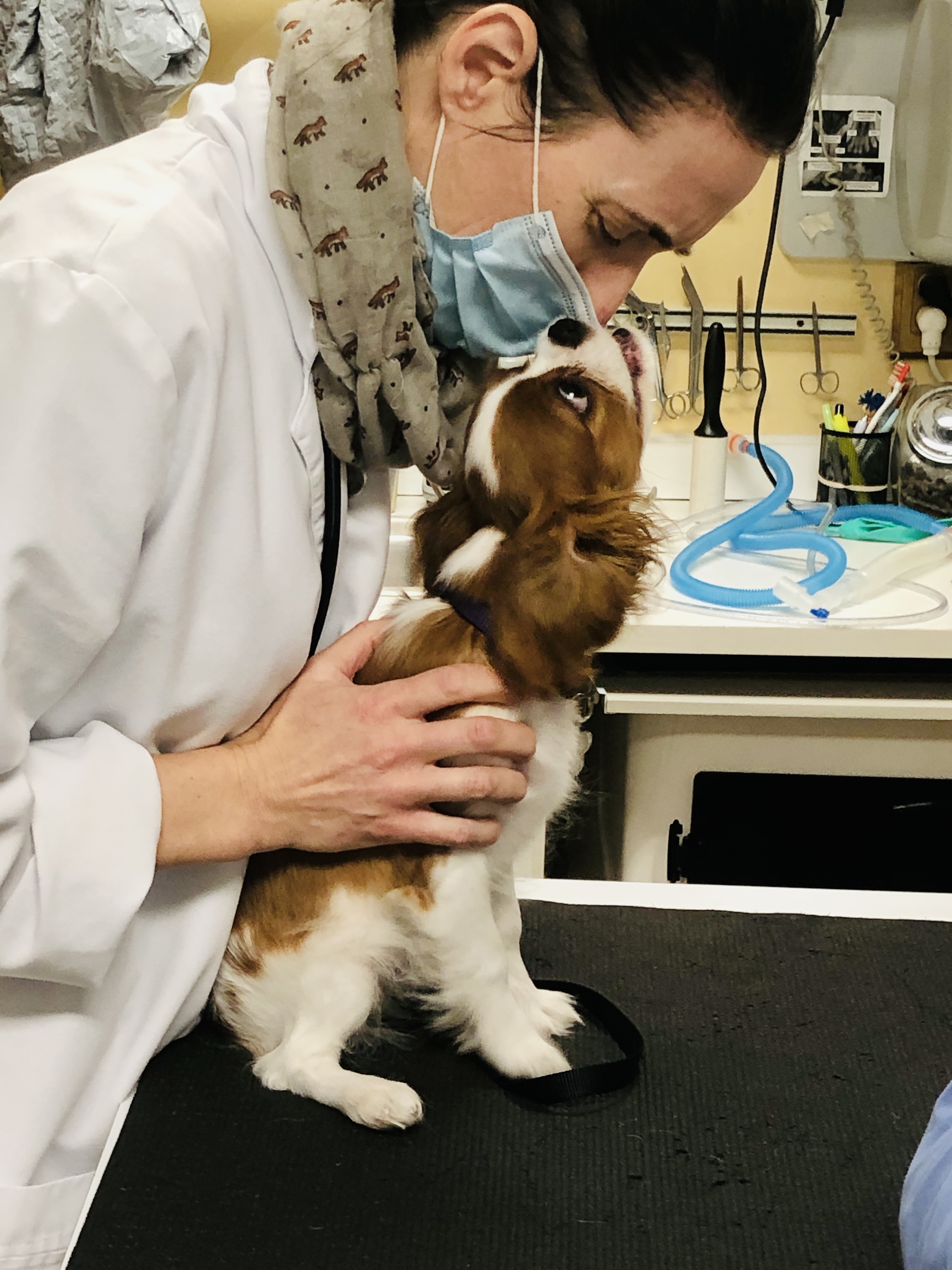 Meet Our Staff | Dakota Pet Hosiptal | Veterinarian in Lakeville Dakota Pet  Hospital - Veterinarian in Lakeville, Minnesota US